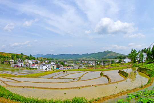 中峰貢米基地BW