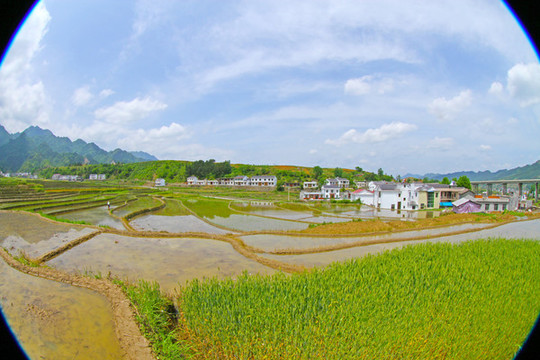 中峰貢米基地DV