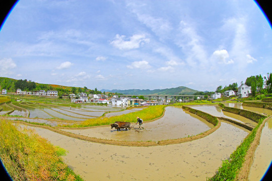 中峰貢米基地CS