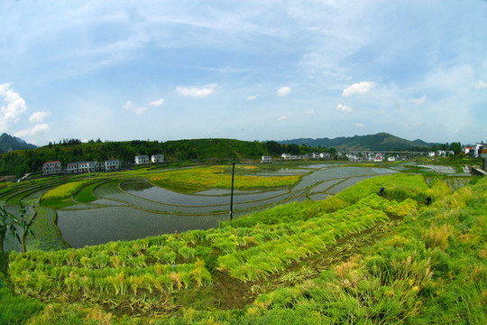 中峰貢米基地EP