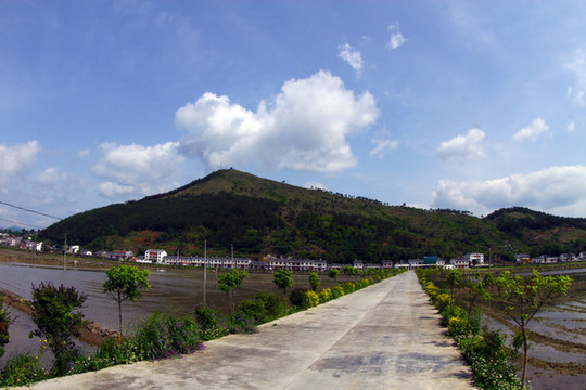 中峰貢米基地Y