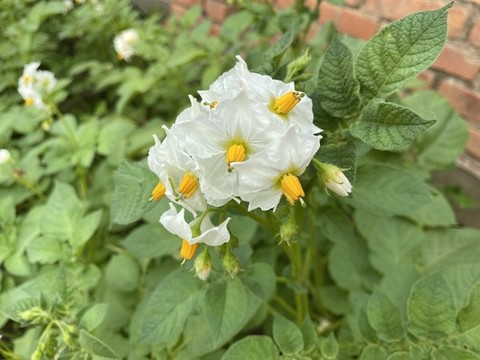 土豆花