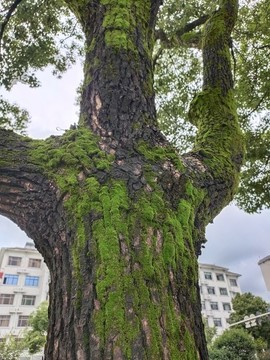 樹杈上的苔蘚