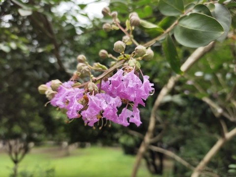 紫薇花特寫