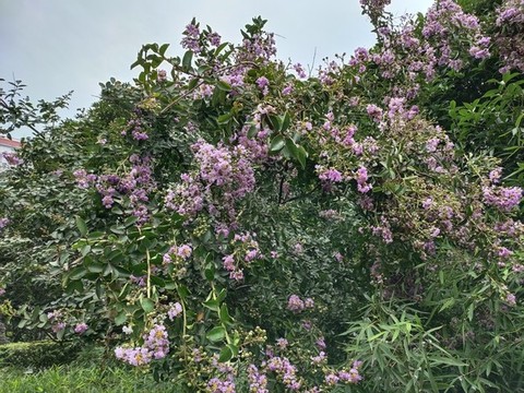 紫薇花