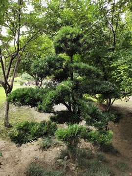 公園觀賞植物羅漢松