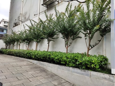 綠植與院墻