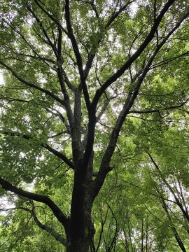 樹桿與樹枝樹葉