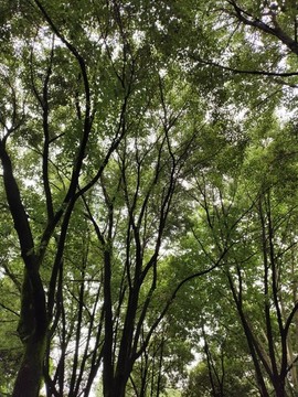 仰拍大樹