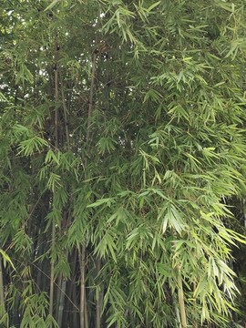 竹林