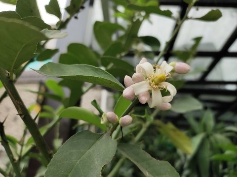 檸檬花