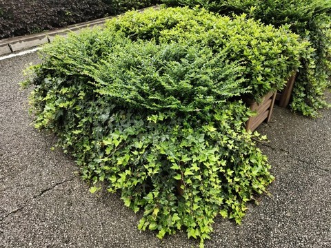 常春藤綠植盆景