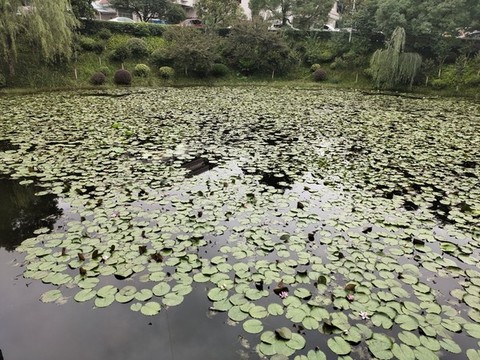 荷花池