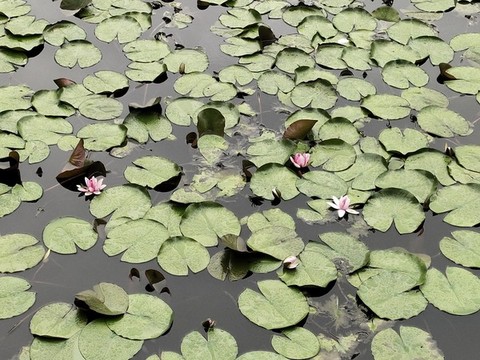 蓮花