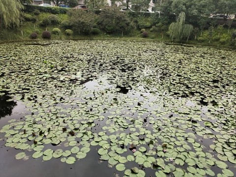 睡蓮