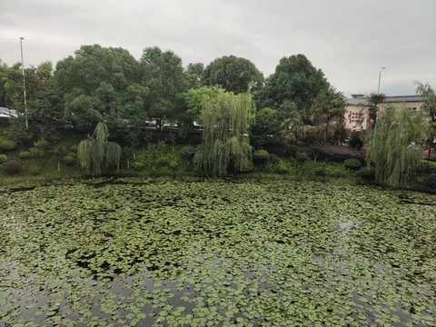 荷塘風光