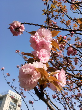 盛開(kāi)的櫻花