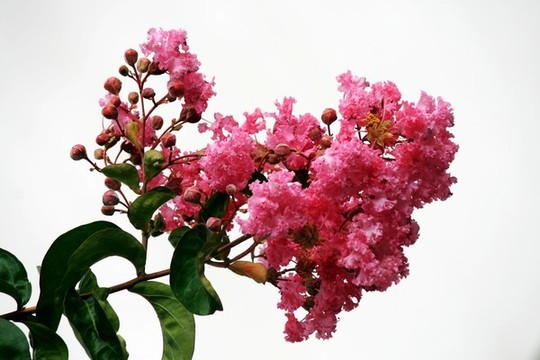 紫薇花