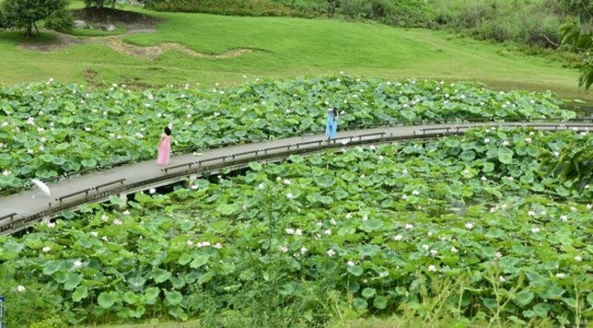 荷花池