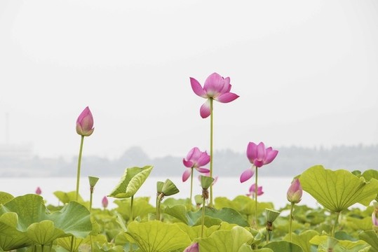 荷塘