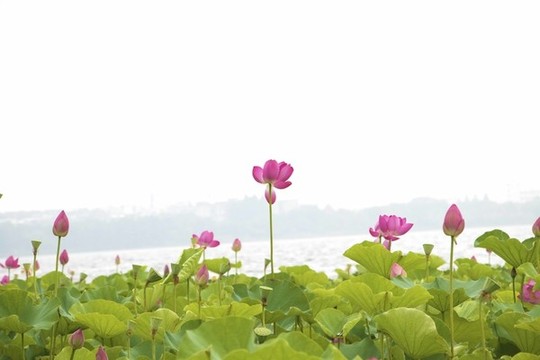 荷塘