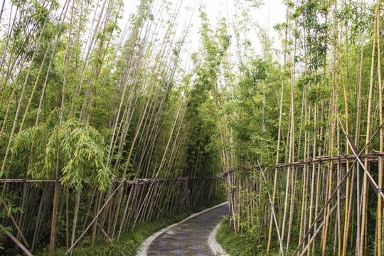 竹林小道