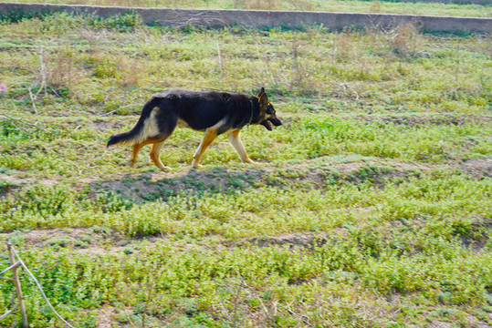 牧羊犬草地