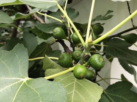 無花果特寫