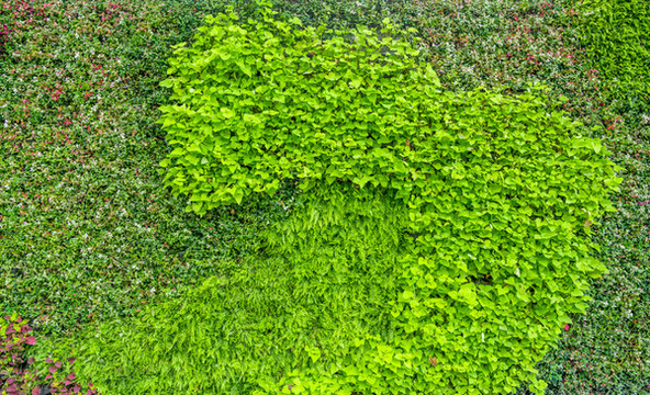 植物花墻
