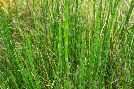 筆筒草植物標(biāo)本