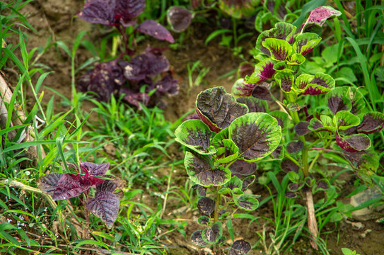 紅漢菜標(biāo)本