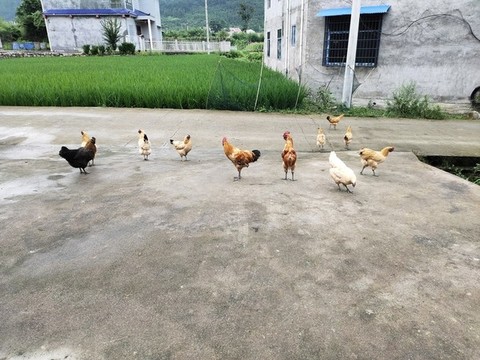 土雞