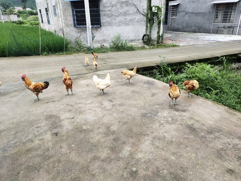 散養(yǎng)雞