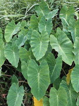 芋頭種植