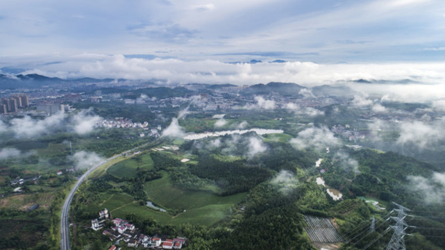 雨后茶園