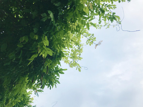 盛夏的葉子