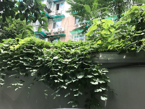 小區(qū)內(nèi)景