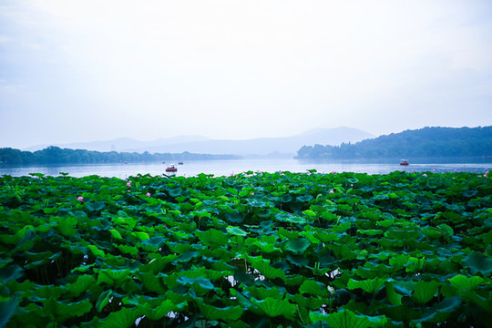 杭州西湖風(fēng)光夏天