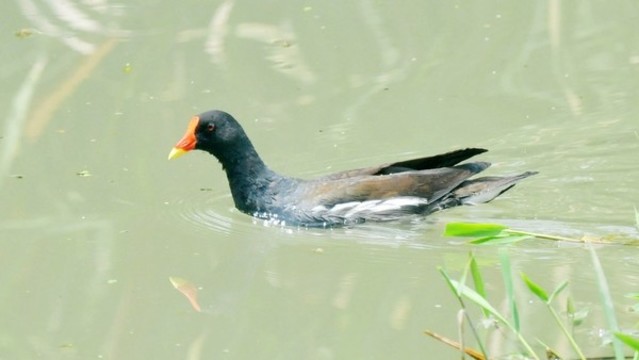 黑水雞