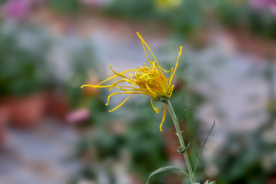 菊花