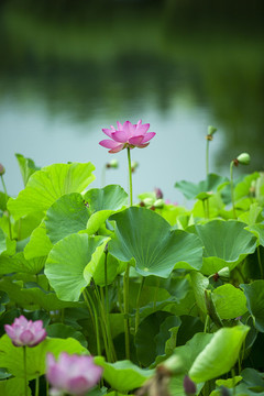 荷花