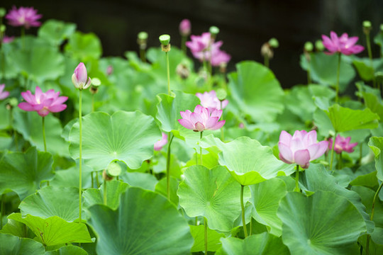 夏日荷花