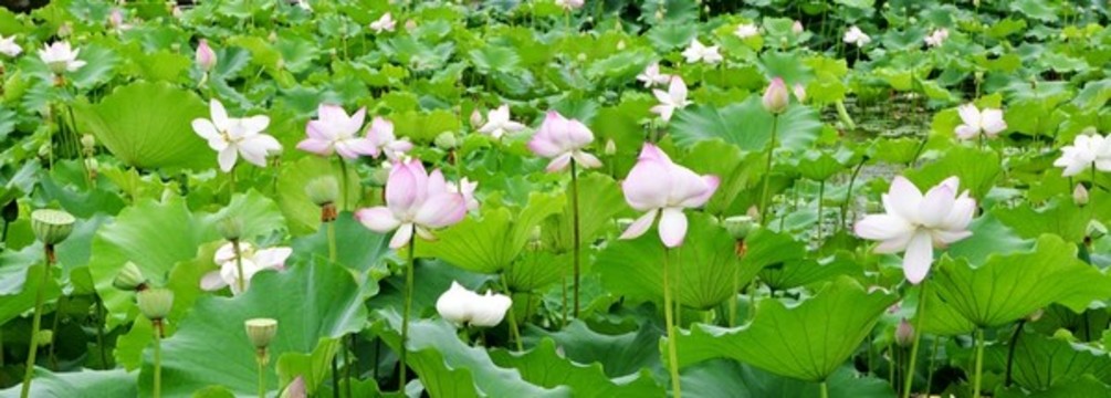 荷花