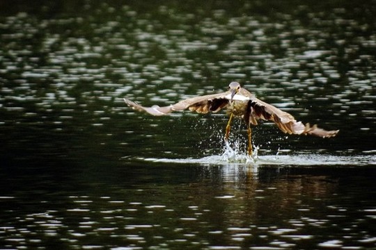 鷺鳥捕魚