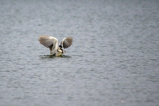 鷺鳥捕魚