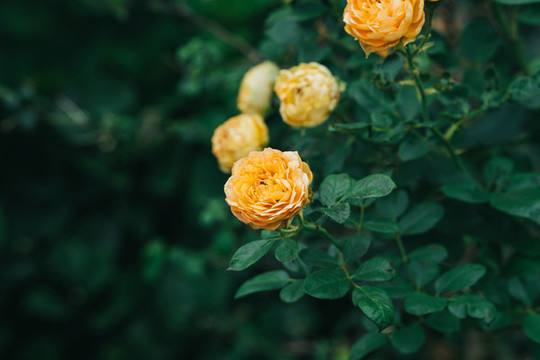 玫瑰花
