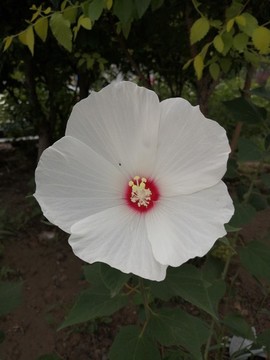 大花秋葵草芙蓉