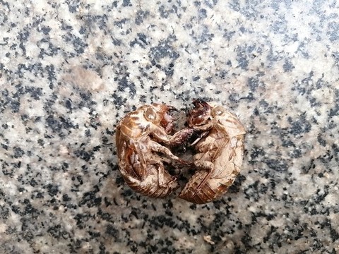 蟬蛻知了殼脫殼蛻變