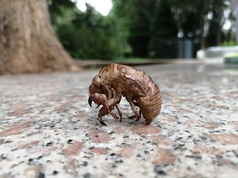 蟬蛻知了殼脫殼蛻變