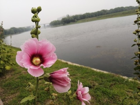蜀葵芙蓉葵